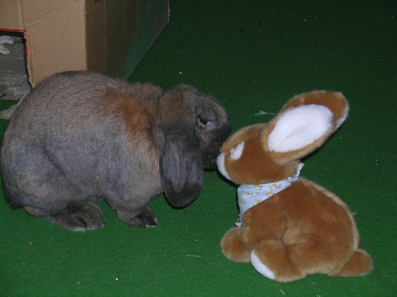 ../Images/6 Snoopy.jpg